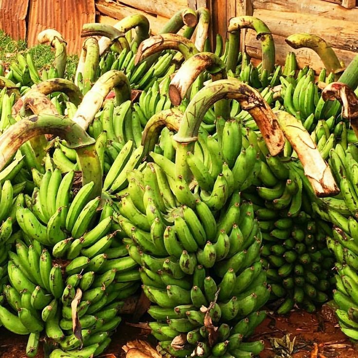 Bananas (Matoke)