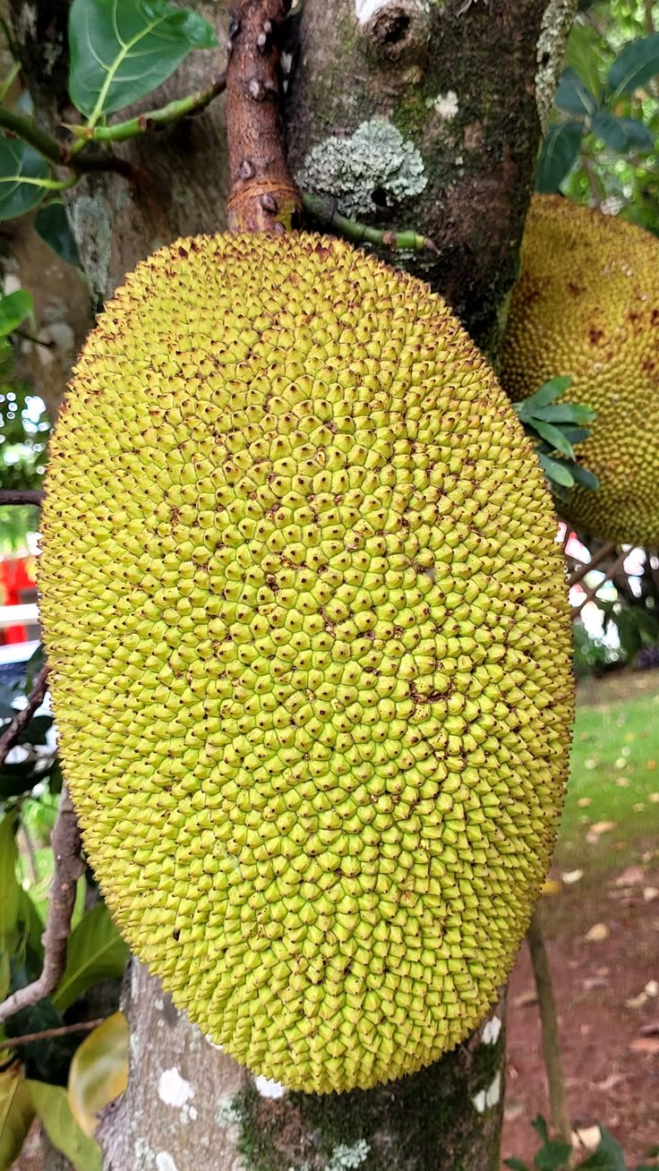 Jackfruit