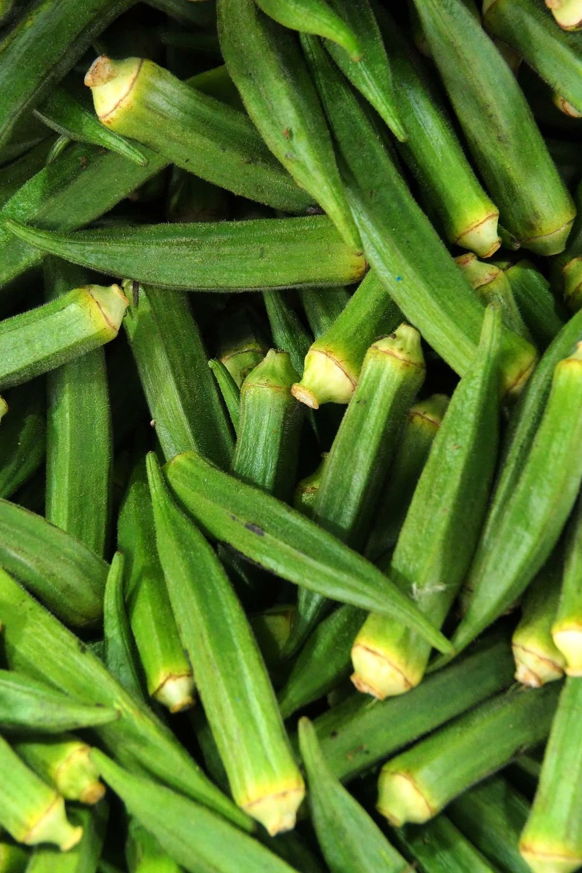 Okra